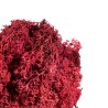 Muschio Nordico 450gr Red